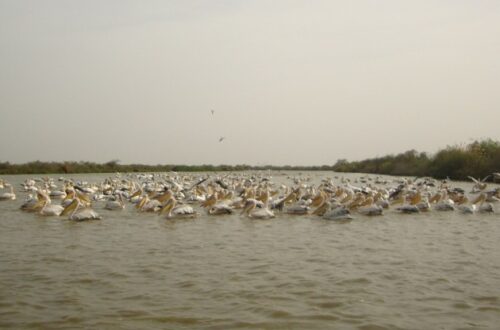 Article : Le parc national de Djoudj, paradis des oiseaux