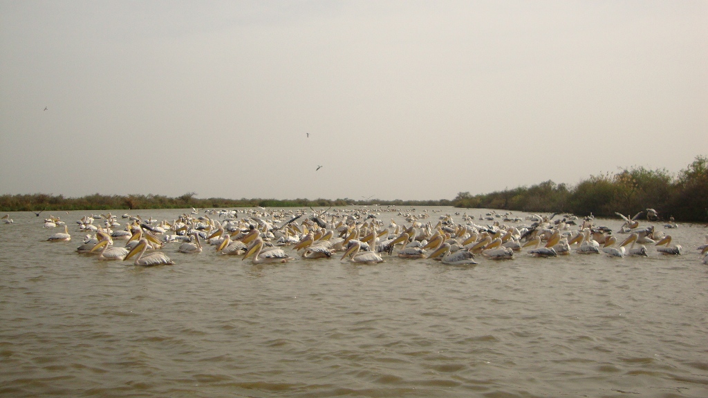 Article : Le parc national de Djoudj, paradis des oiseaux