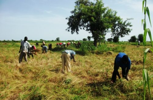 Article : La famine chassée des villages maliens