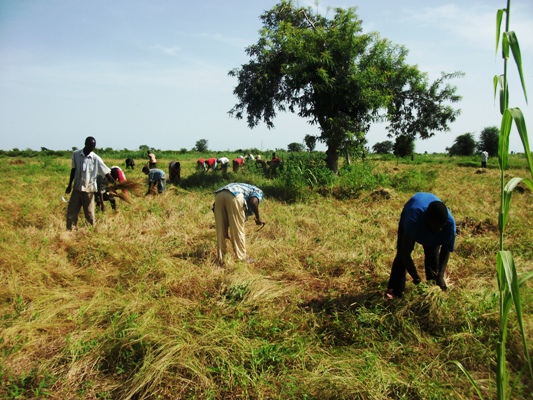 Article : La famine chassée des villages maliens