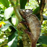 Article : Quelques photos d’animaux endémiques à Madagascar