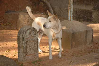 Article : Tout doux le chien!