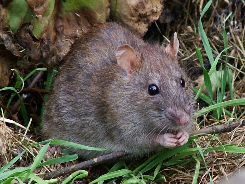 Article : La chasse au rat