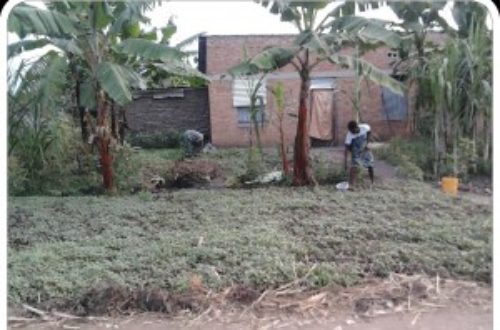 Article : L’agriculture, source d’espoir au Nord de Bujumbura