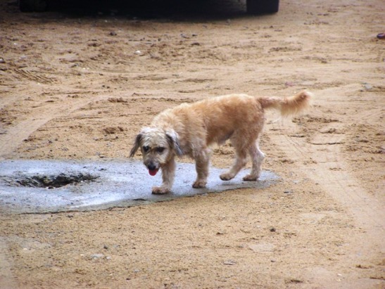 Article : Les classes sociales, ça existe aussi chez les chiens !