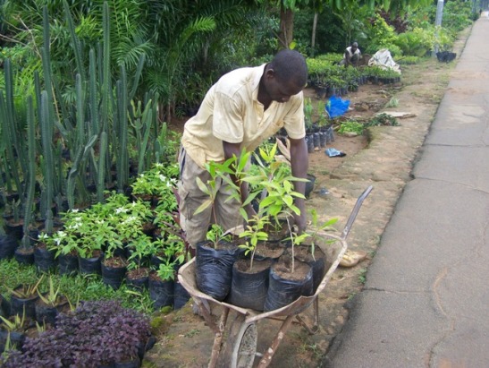 Article : Horticulture : entre passion du jardinage et difficultés quotidiennes