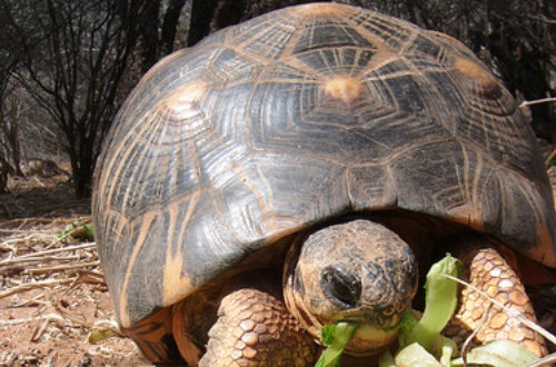 Article : Madagascar, tes tortues sont en voie de disparition !
