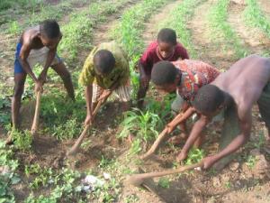 Article : Le travail des enfants, une autre r&eacute;alit&eacute; au B&eacute;nin