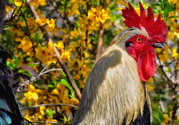 Article : Le fonceur