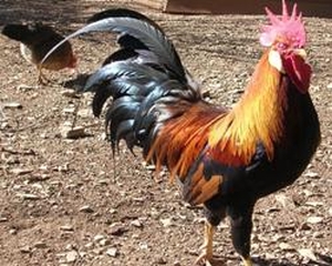 Article : Ce que dit le chant du coq pendant le crépuscule au village