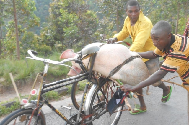 Article : Et si les animaux burundais parlaient ?