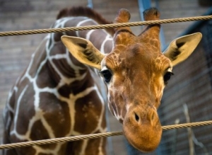 Article : Des larmes de crocodile pour Marius le girafon