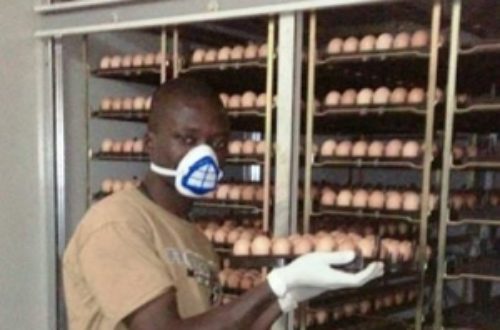 Article : D’un œuf hollandais au poussin togolais : l’origine des poules pondeuses