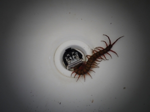 Article : Scolopendre : au secouuuuuurs !