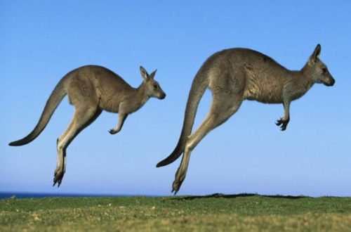 Article : Nos similitudes avec les kangourous