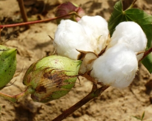 Article : Le coton africain face au réchauffement climatique