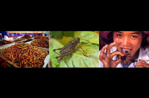 Article : Sécurité alimentaire : du péril acridien aux insectes-aubaine