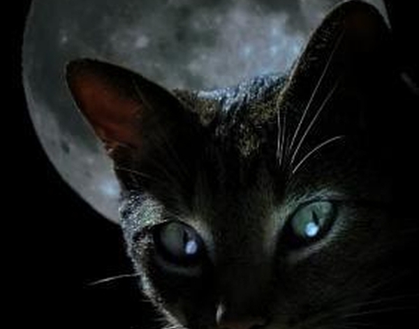 Article : Depuis que la loge noire a envahi le Cameroun…