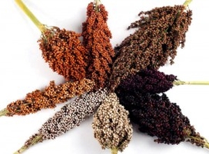 Article : 60 000 F CFA d’amende pour 40 épis volés