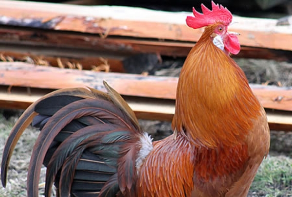 Article : Lettre d’un coq aux musulmans de Guinée