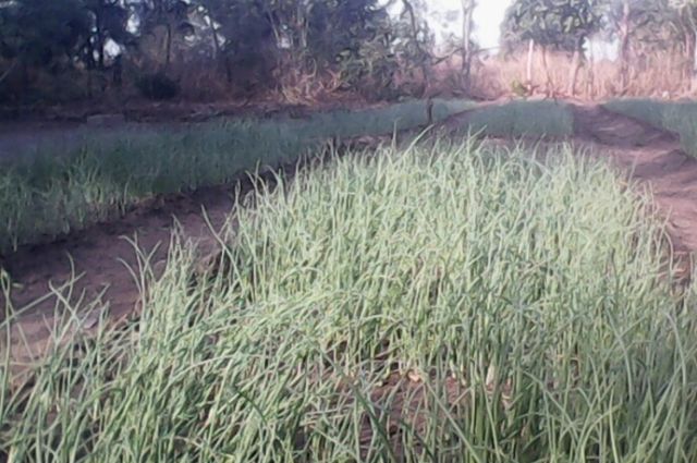 Article : Planches et pépinières, la campagne du violet de Galmi a déjà démarré