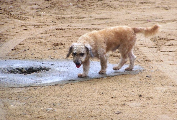 Article : Les classes sociales ça existe aussi chez les chiens !