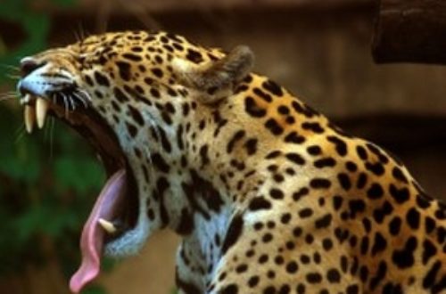 Article : Un énorme jaguar presque nous a tué