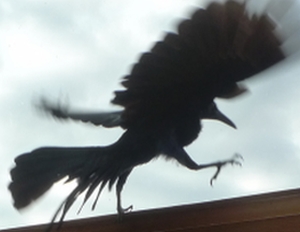 Article : Dix croyances superstitieuses pour reconnaître un Haïtien