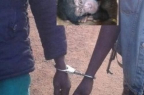 Article : Deux trafiquants de chimpanzés arrêtés en Guinée-Conakry