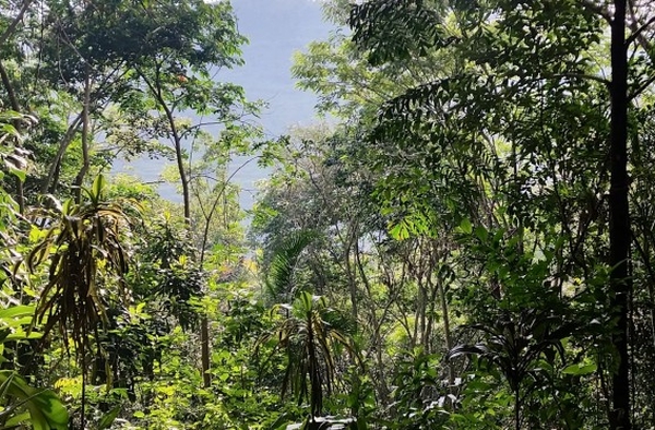 Article : S&rsquo;il vous pla&icirc;t, dessine-moi une for&ecirc;t