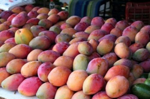Article : Lettre d’un manguier aux Guinéens : consommez nos fruits à bon escient