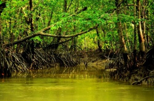 Article : Protection des mangroves: le Laudato Si’ du Sri Lanka