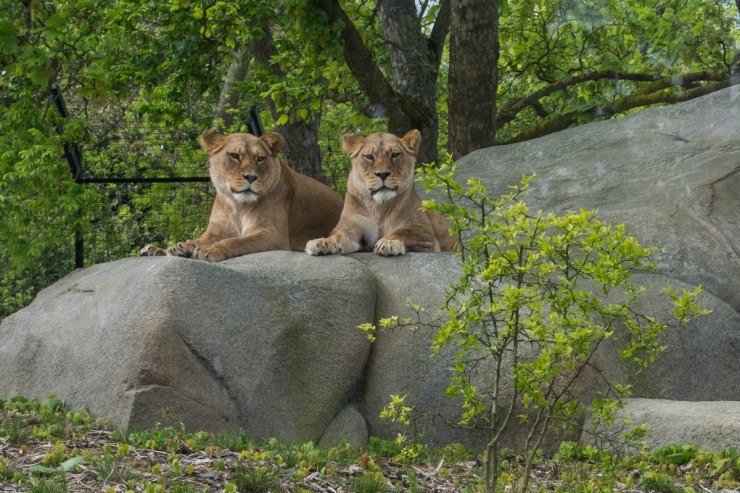 Article : Vous avez dit Lionnes Indomptables ?