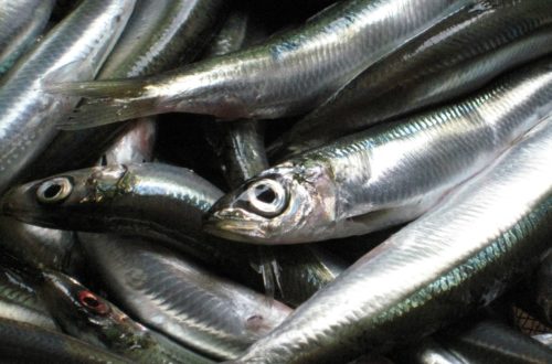 Article : Gare aux sardines !
