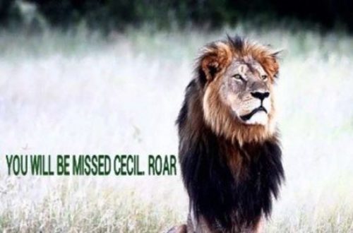 Article : #CecilTheLion : quand la mort d’un lion supplante celle d’un homme