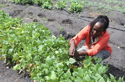 Article : Afrique : l’agriculture innove, le climat s’améliore