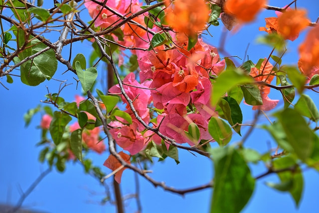 Article : Avec des fleurs tu écris…