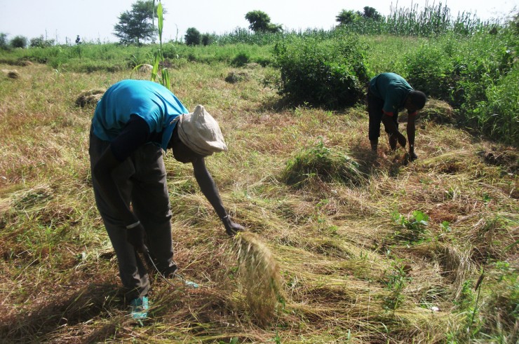 Article : Fonio : la céréale pour l’Afrique de demain