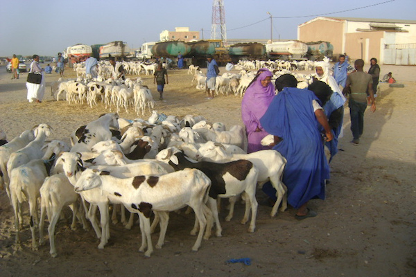 Article : Maroc : les coulisses du Aïd al-Adha