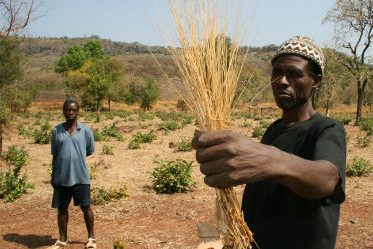 Article : Le décorticage du fonio : de l’ombre à la lumière !