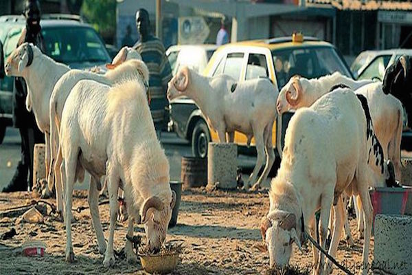 Article : Tabaski au Sénégal : rien ne se perd, tout se crée et se transforme en mouton