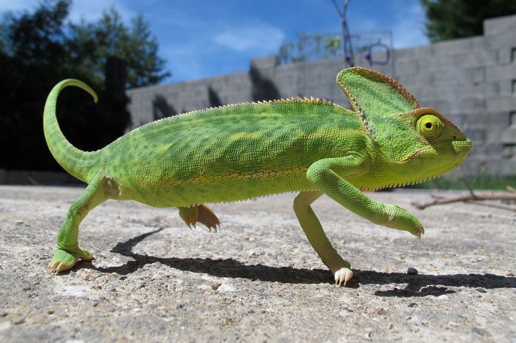 Article : &laquo; Au B&eacute;nin  &raquo; devient &laquo; Au pays du Cam&eacute;l&eacute;on &raquo;