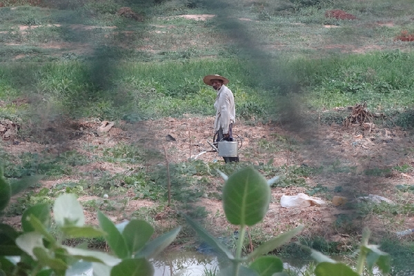 Article : La saison des récoltes au Niger