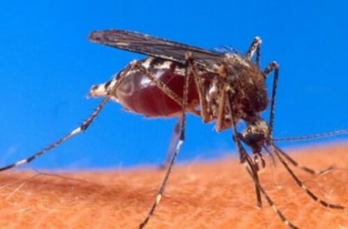 Article : Le pouvoir mauritanien a perdu la guerre contre les moustiques