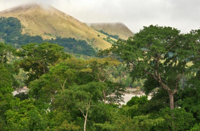 Article : Déforestation : l’Afrique entre charbons et carbone