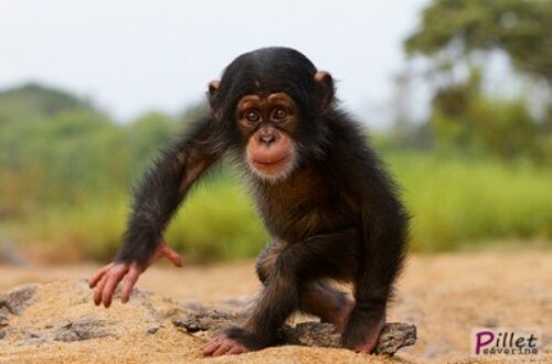 Article : Trafic de chimpanzés : un autre coup de filet des autorités de Boké !