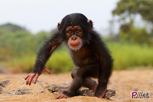 Article : Trafic de chimpanzés : un autre coup de filet des autorités de Boké !