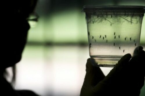 Article : Quand le virus Zika révèle des inégalités sociales au Brésil