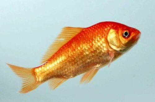 Article : Parce que même les poissons rouges ont une mémoire