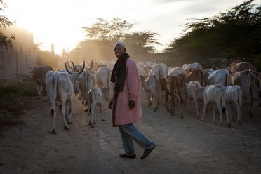 Article : Le faux pet du berger peulh